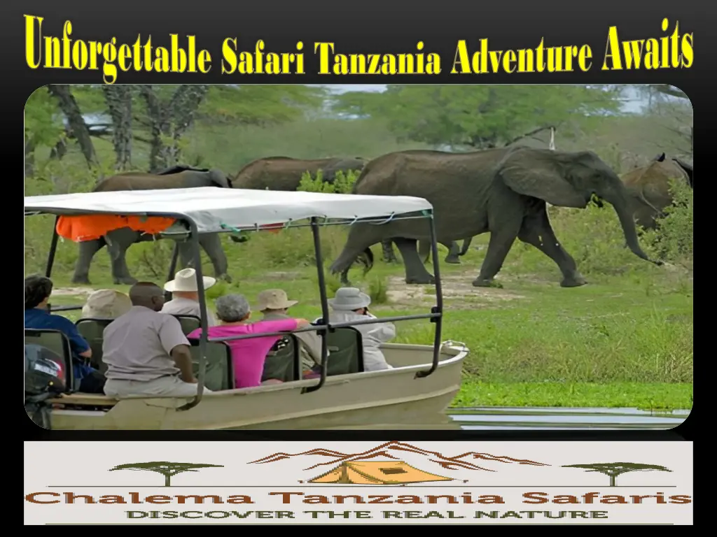 unforgettable safari tanzania adventure awaits 1