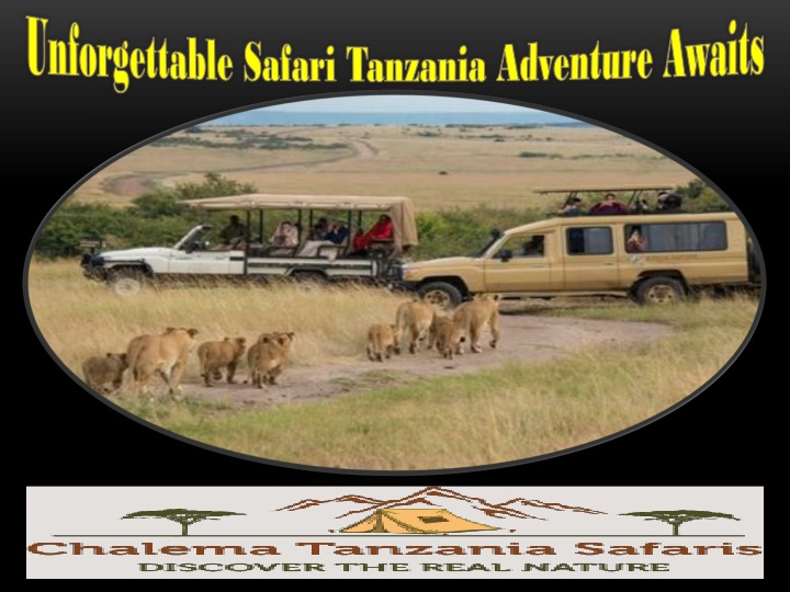 unforgettable safari tanzania adventure awaits