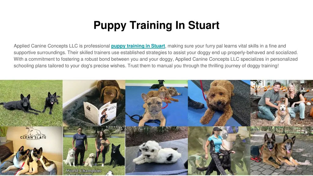 puppy training in stuart