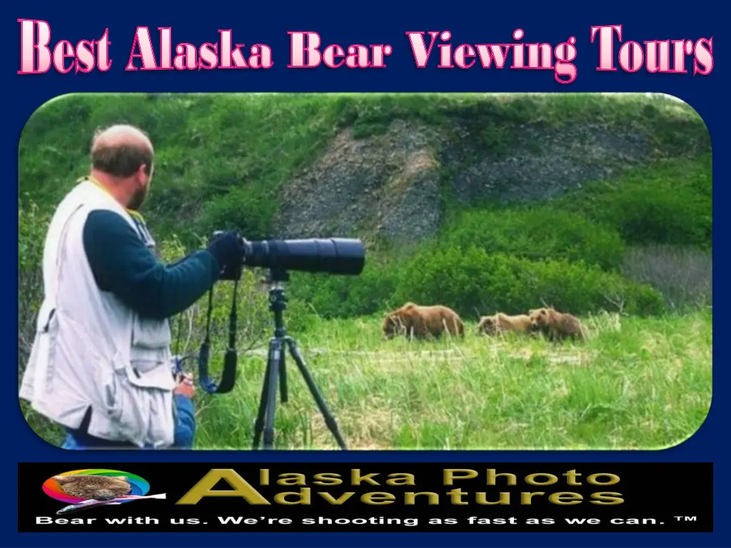 best alaska bear viewing tours best alaska bear 1