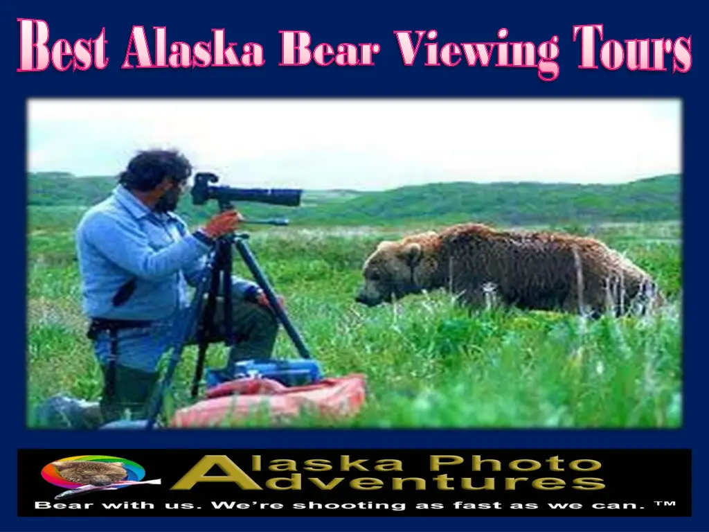 best alaska bear viewing tours best alaska bear 2