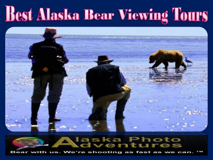 best alaska bear viewing tours best alaska bear