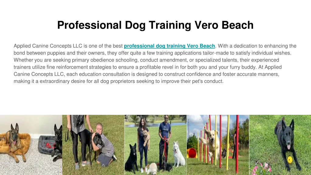 professional dog training vero beach