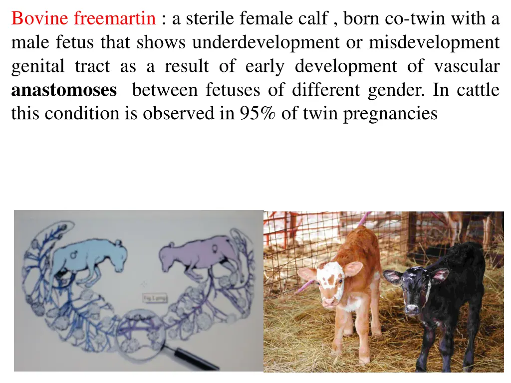 bovine freemartin a sterile female calf born