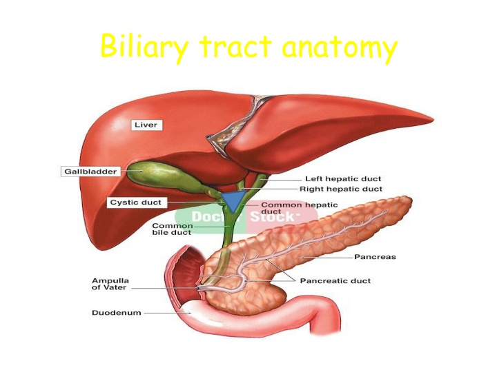 biliary tract anatomy