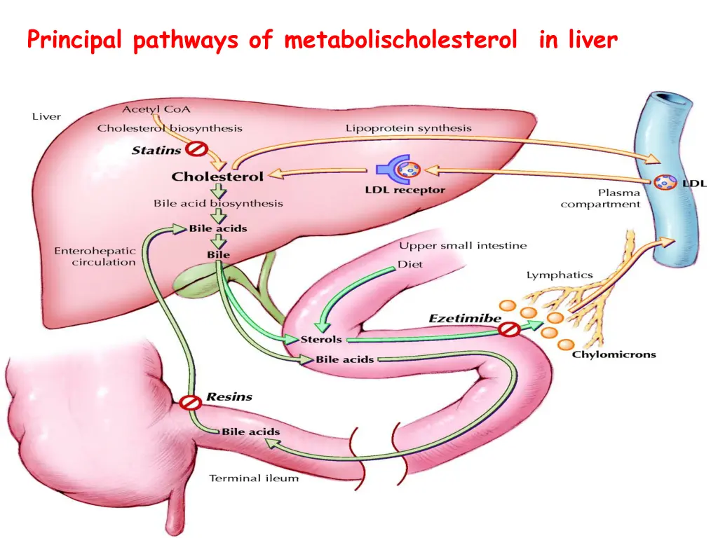 principal pathways of metabolischolesterol