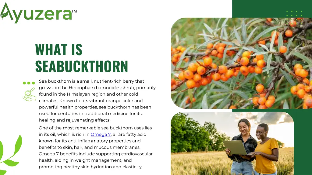 what is seabuckthorn