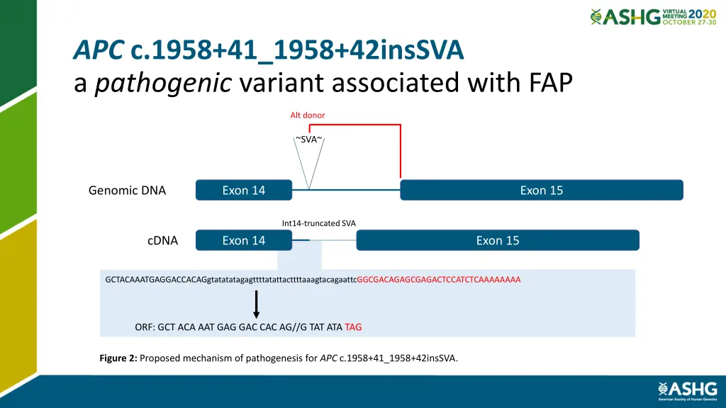 apc c 1958 41 1958 42inssva a pathogenic variant