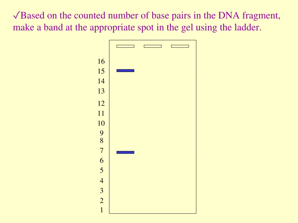 based on the counted number of base pairs