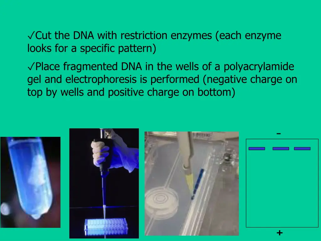 cut the dna with restriction enzymes each enzyme