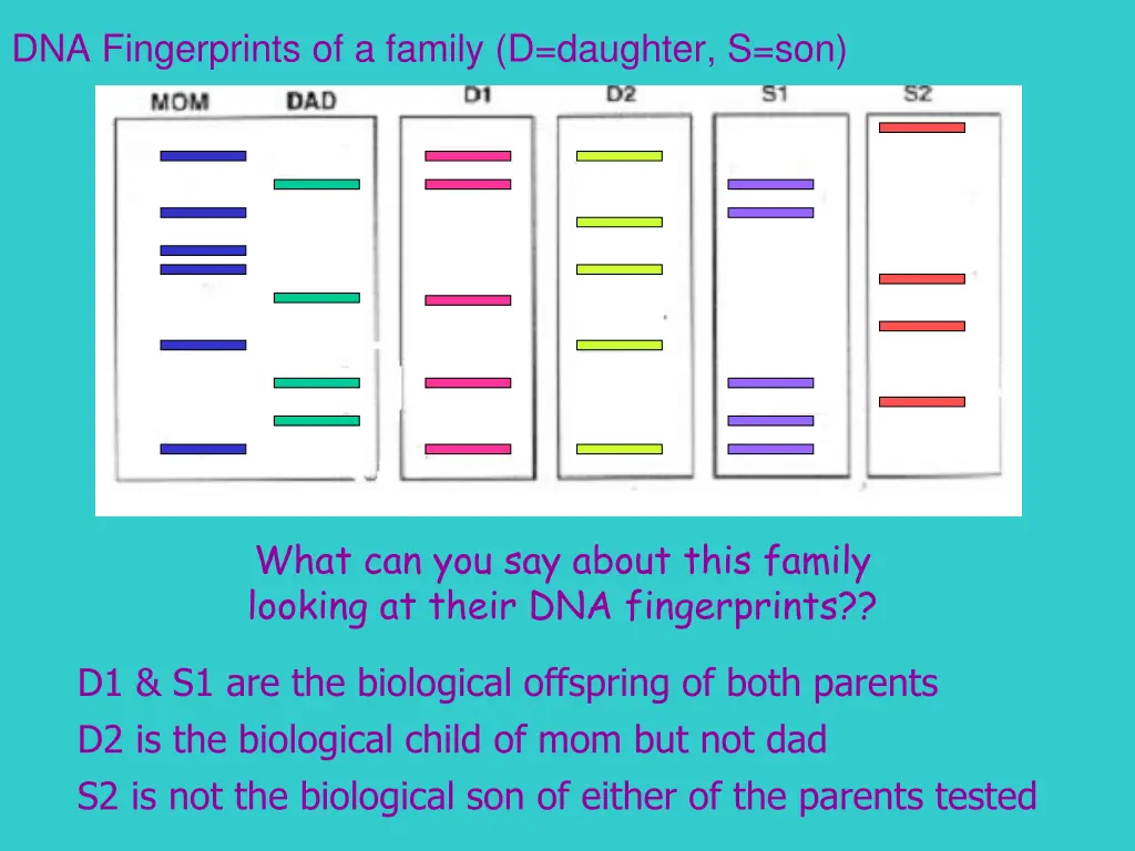 dna fingerprints of a family d daughter s son