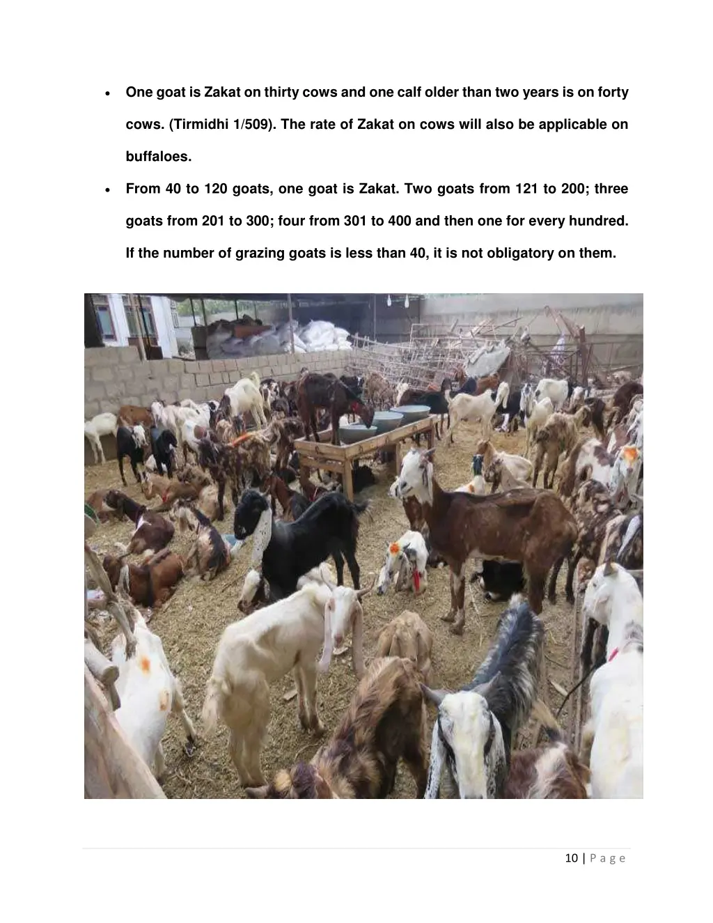 one goat is zakat on thirty cows and one calf