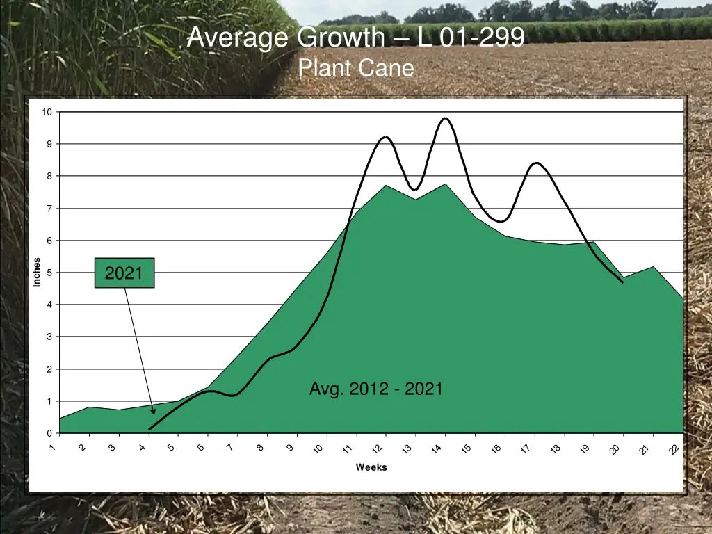 average growth l 01 299 plant cane