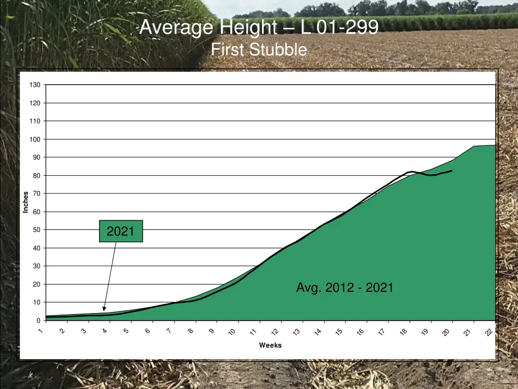 average height l 01 299 first stubble