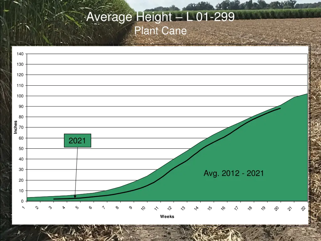 average height l 01 299 plant cane