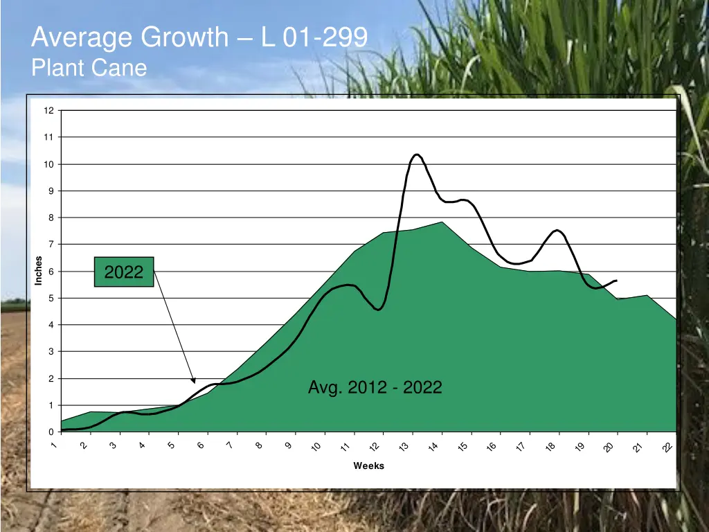 average growth l 01 299 plant cane