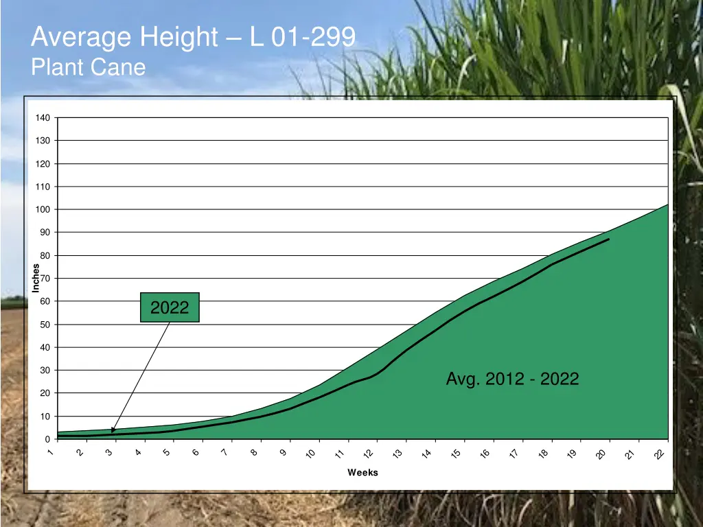 average height l 01 299 plant cane