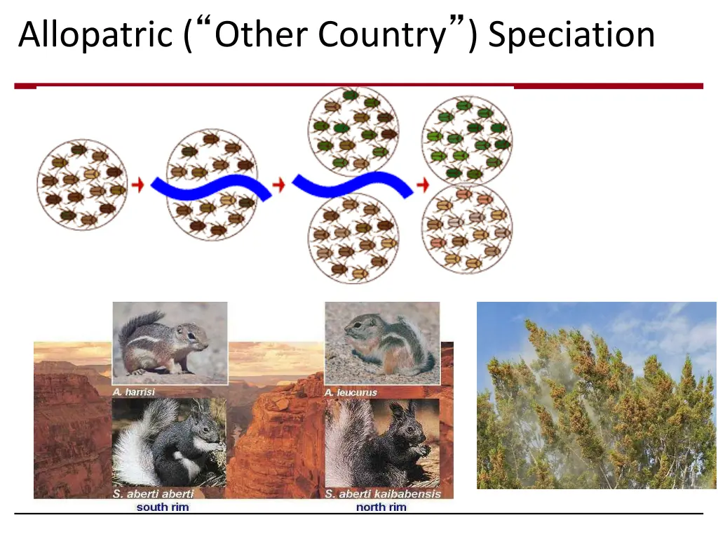 allopatric other country speciation