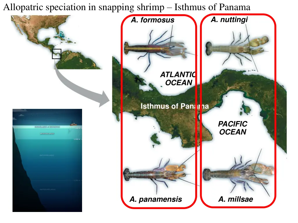 allopatric speciation in snapping shrimp isthmus