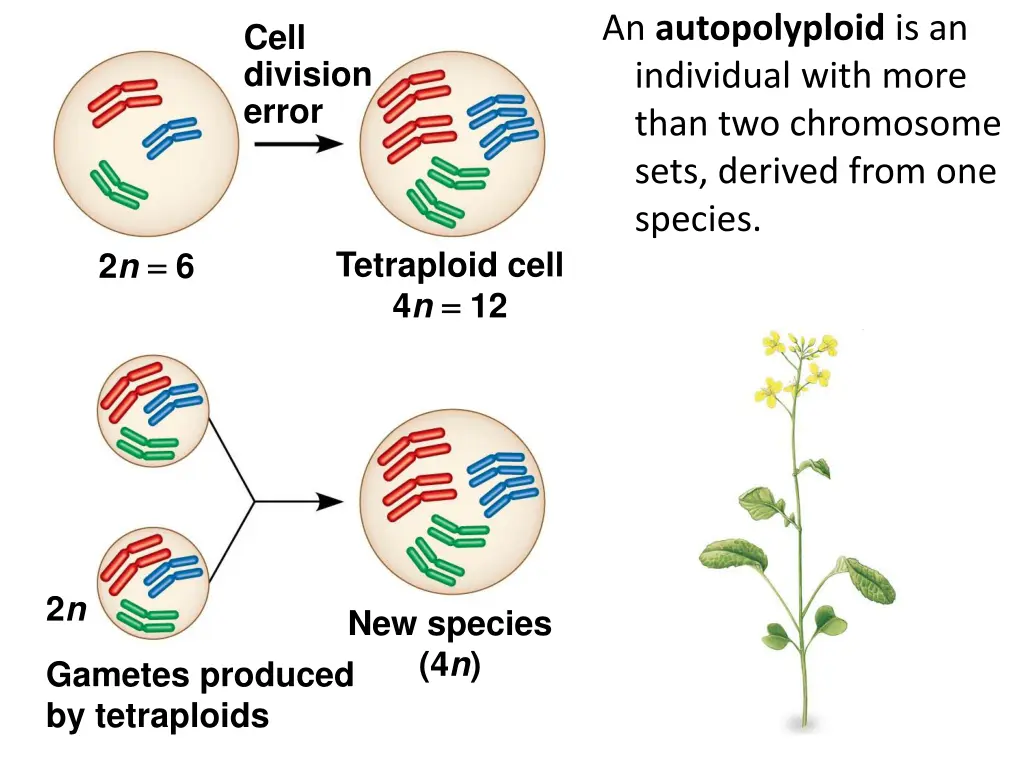 an autopolyploid is an individual with more than