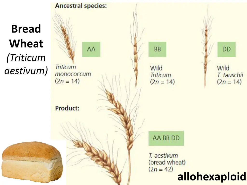 bread wheat triticum aestivum