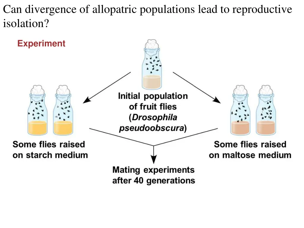 can divergence of allopatric populations lead