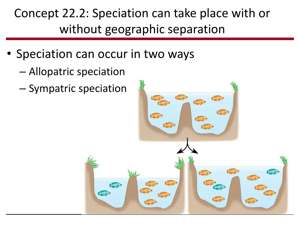 concept 22 2 speciation can take place with