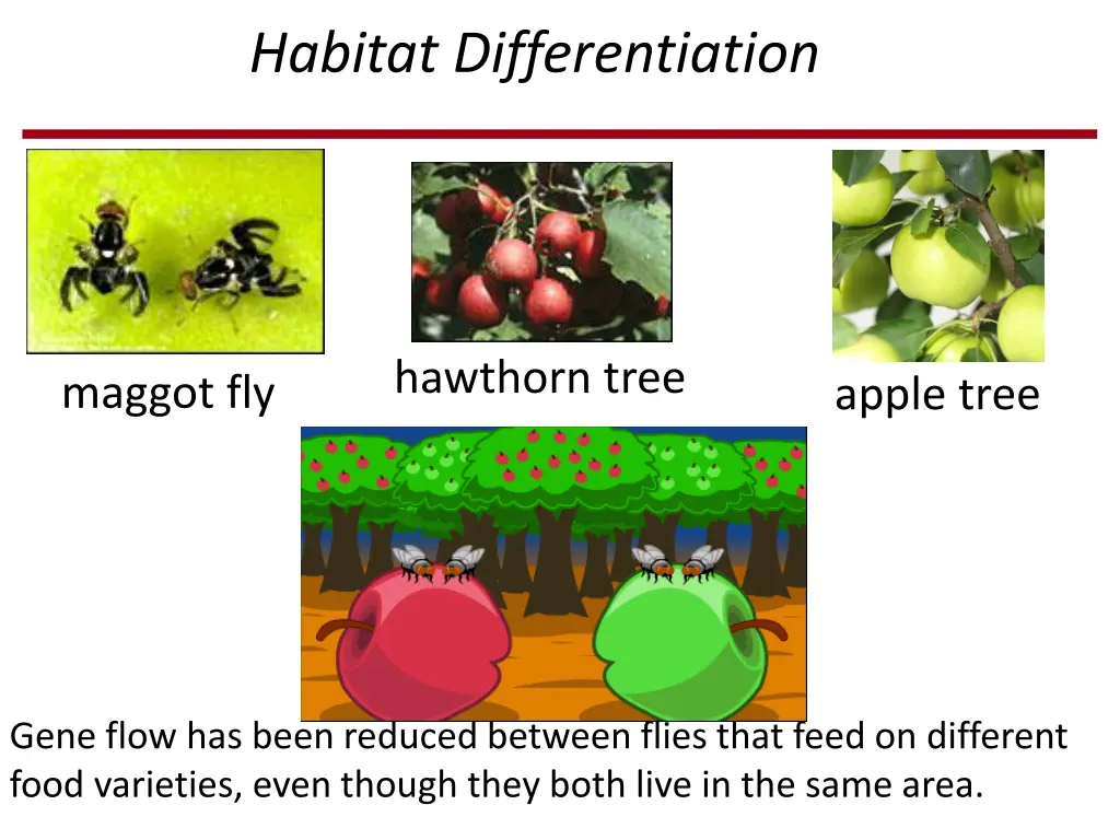 habitat differentiation