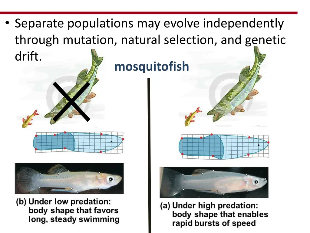 separate populations may evolve independently