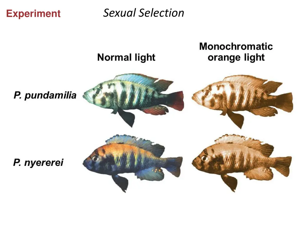 sexual selection