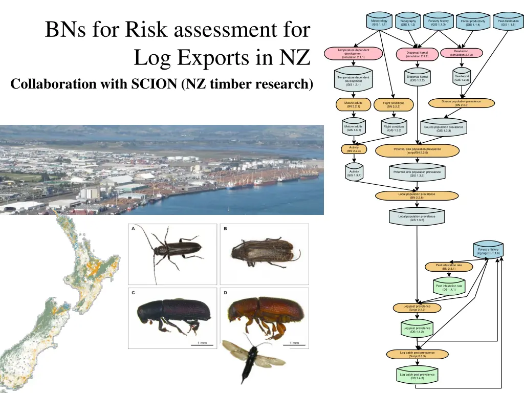 bns for risk assessment for log exports