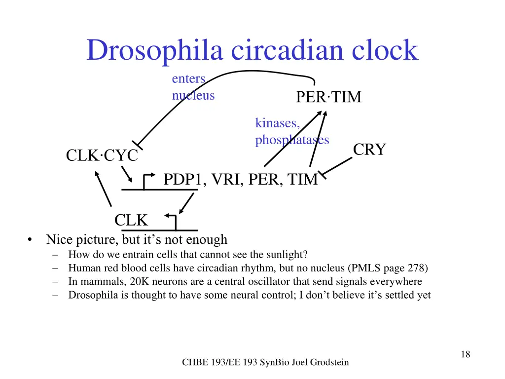 drosophila circadian clock enters nucleus 1