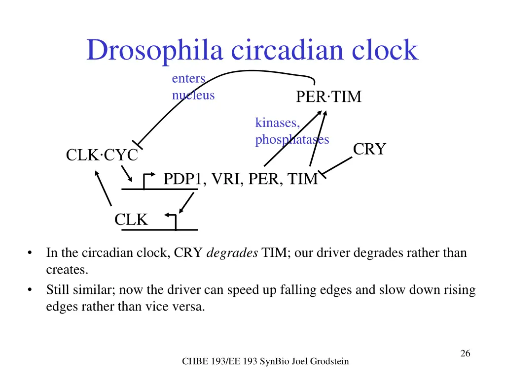 drosophila circadian clock enters nucleus 2