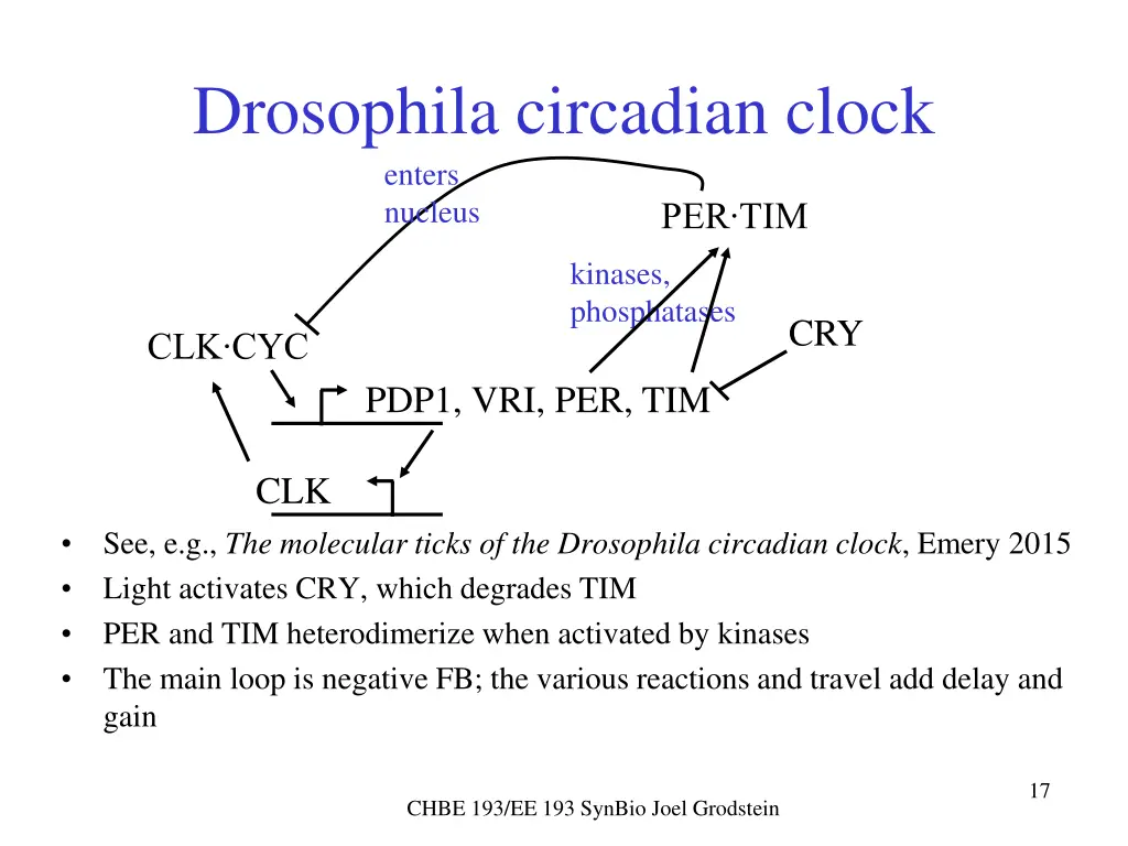 drosophila circadian clock enters nucleus