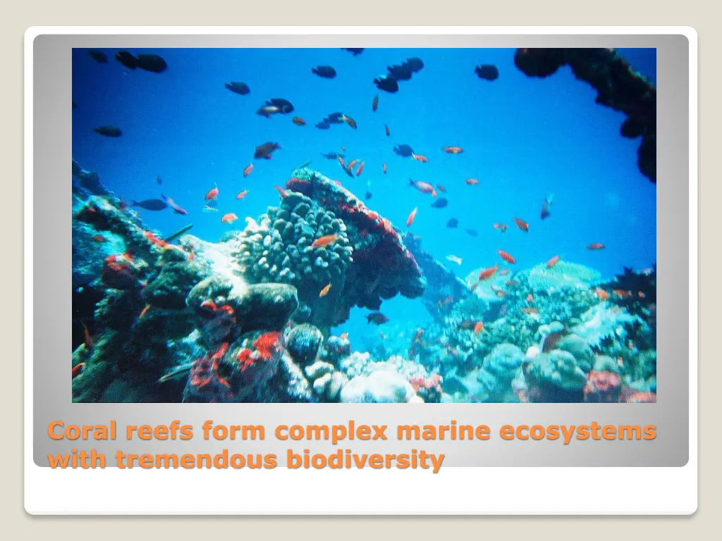 coral reefs form complex marine ecosystems with