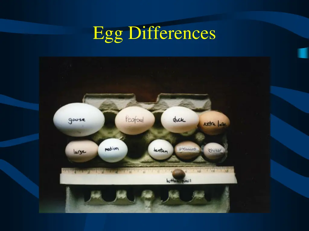 egg differences