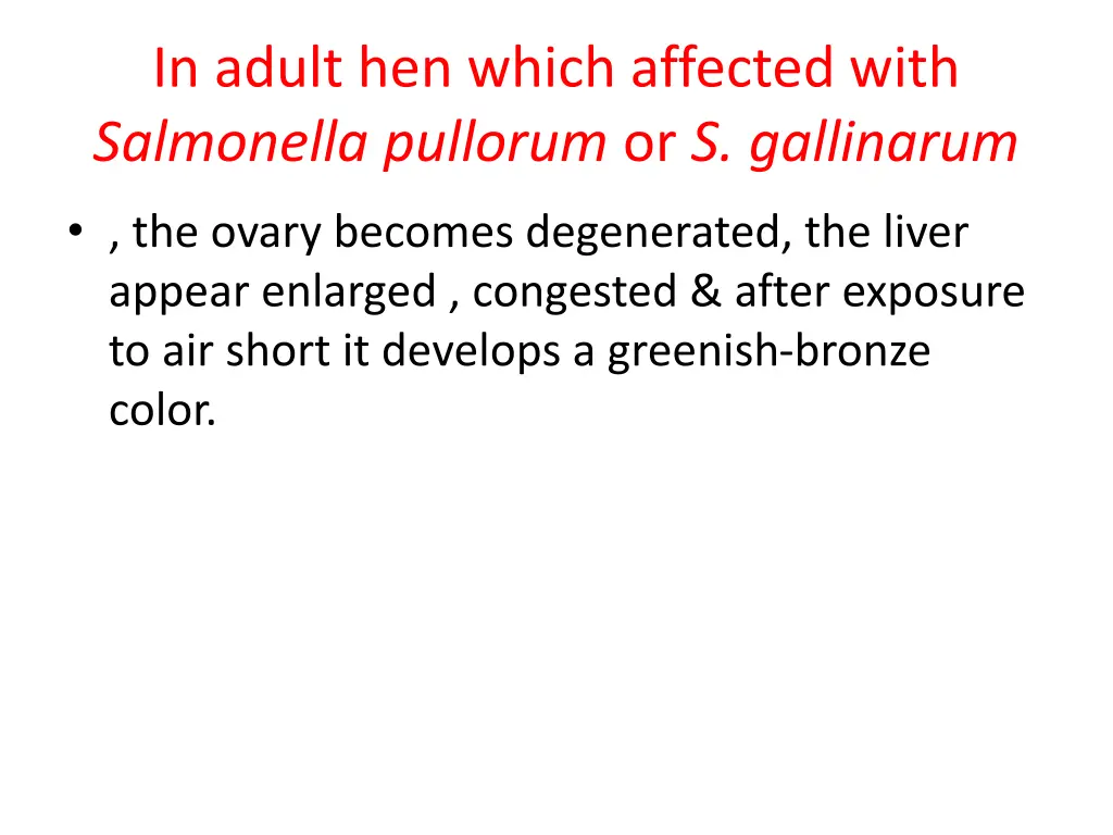 in adult hen which affected with salmonella