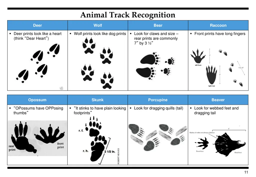 animal track recognition