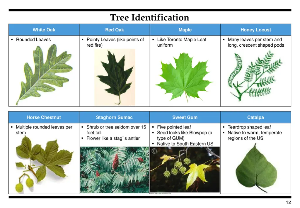 tree identification