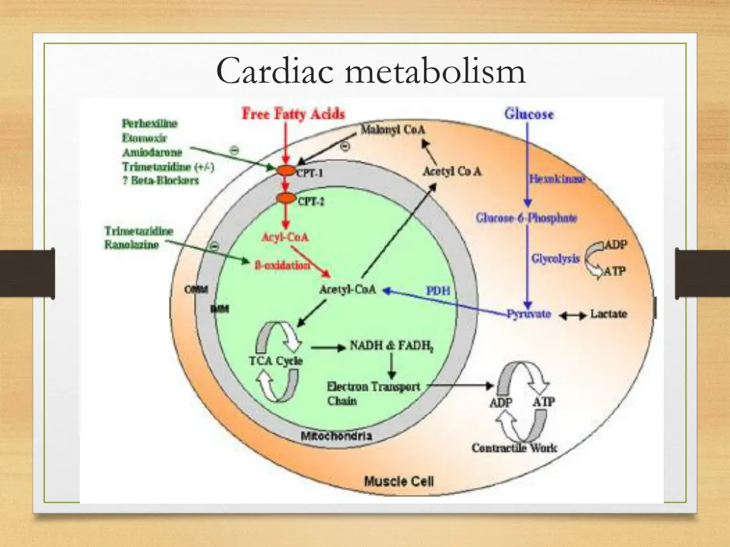 cardiac metabolism