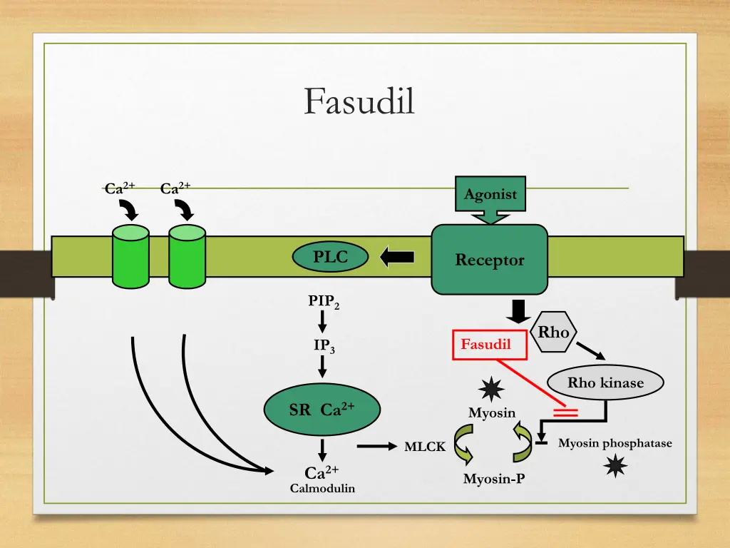 fasudil