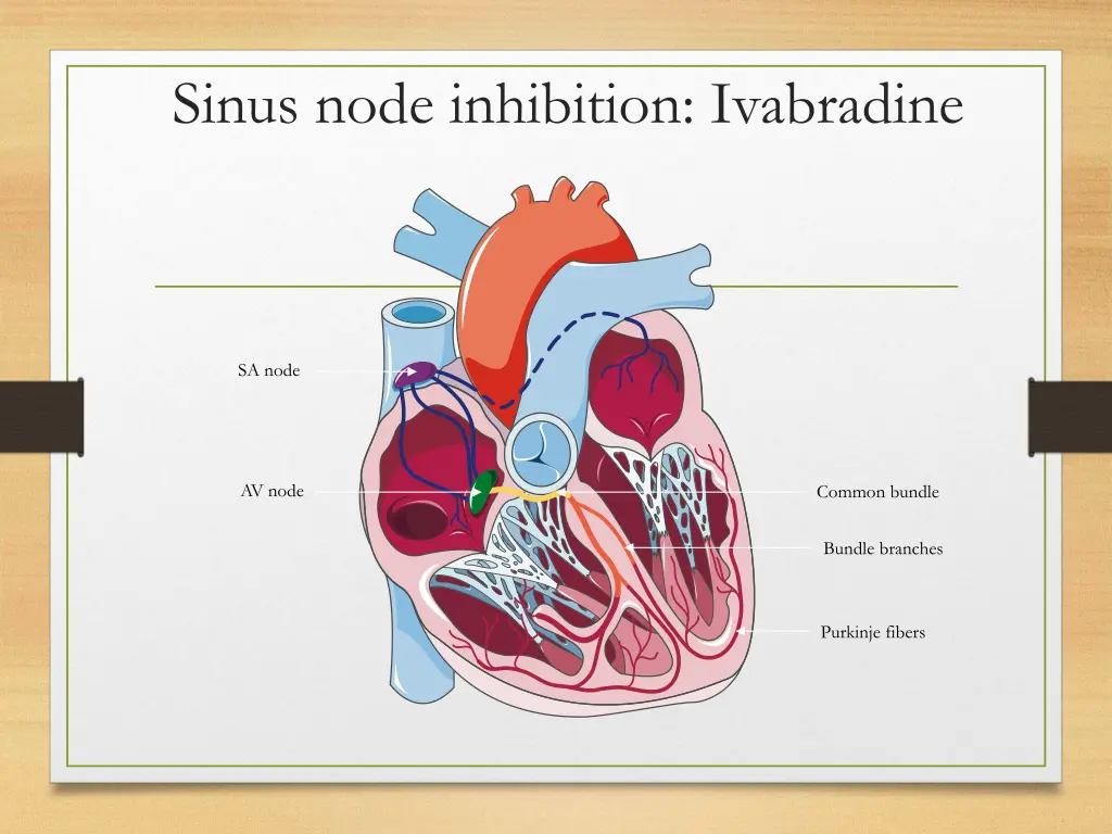 sinus node inhibition ivabradine