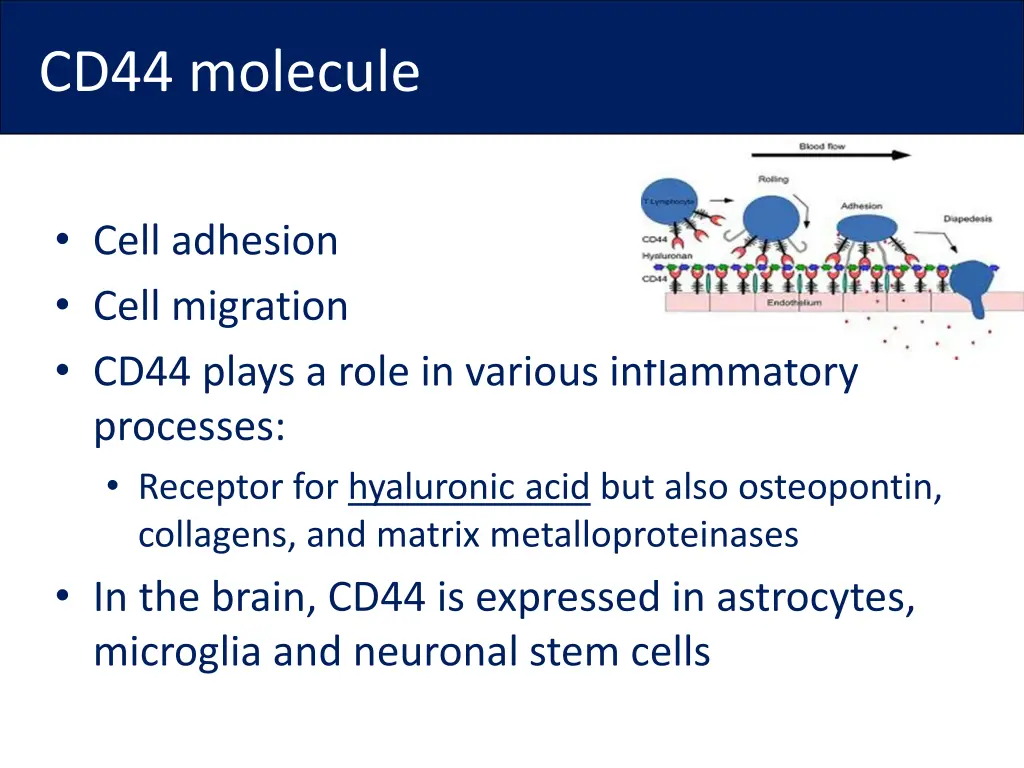 cd44 molecule