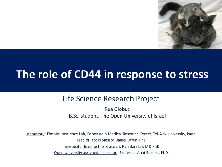 the role of cd44 in response to stress