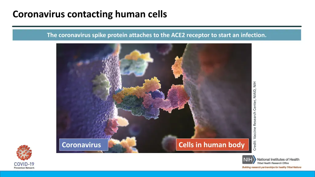 coronavirus contacting human cells