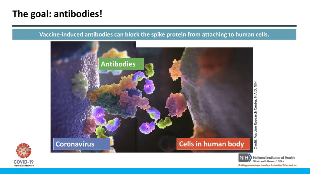 the goal antibodies