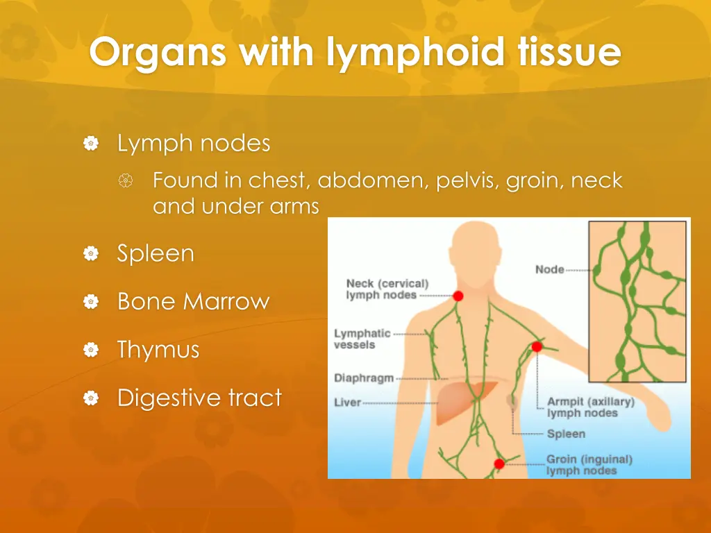 organs with lymphoid tissue