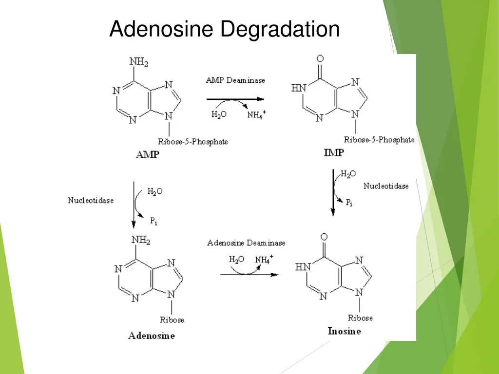 adenosine degradation