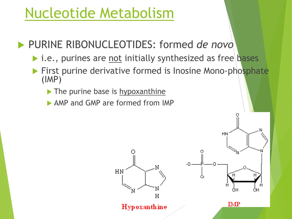 nucleotide metabolism