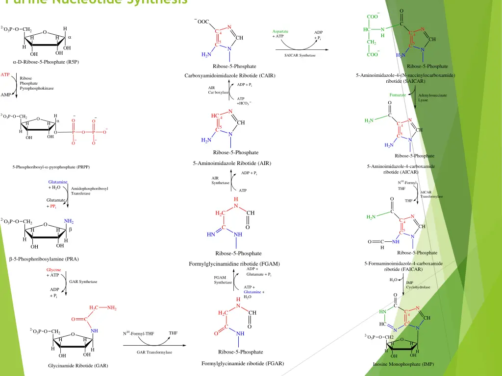 purine nucleotide synthesis